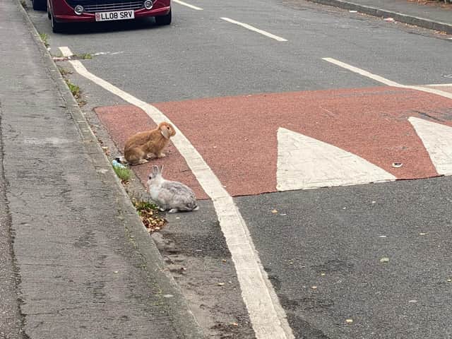 Two pet rabbits spotted in the road in Doncaster this morning.