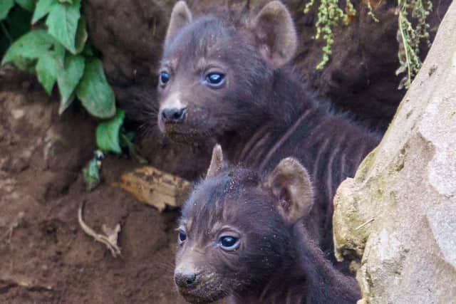 The two new Hyena cubs on the lookout at Yorkshire Wildlife Park