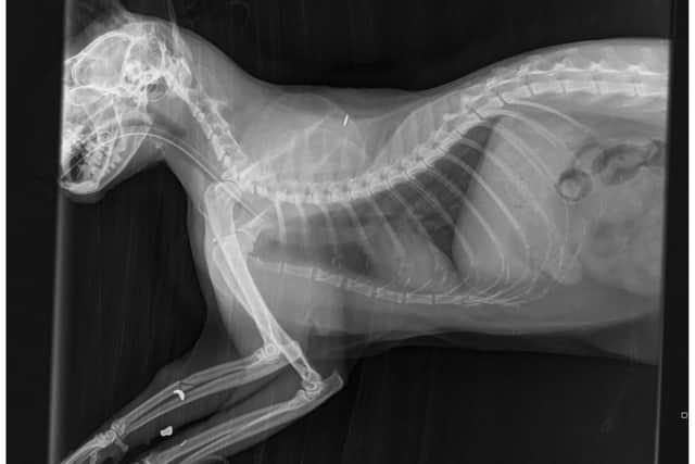 X-rays revealed the air gun pellet in Darwin's leg.