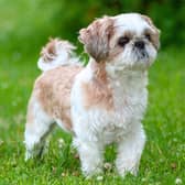 One of the dogs that attacked was a Shih-Tzu.