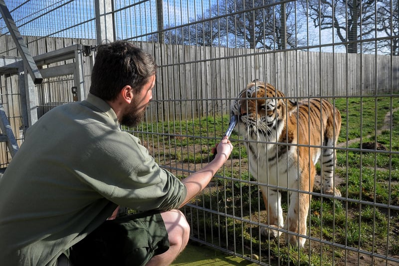 Yorkshire Wildlife Park will reopen on April 12 to welcome families back hoping to make the most of the Easter holidays. All tickets must be pre-booked at https://www.yorkshirewildlifepark.com/
