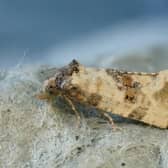 Amidst UK's insect decline, Make It Wild's Moth Surveys offer a glimmer of hope.