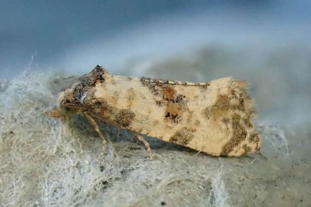 Amidst UK's insect decline, Make It Wild's Moth Surveys offer a glimmer of hope.