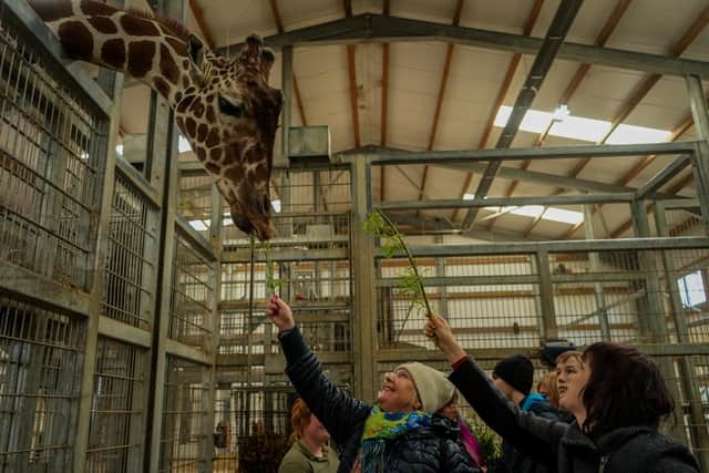 Children were given the chance to feed the giraffes.