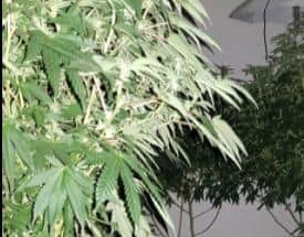 Cannabis plants found by police at a previous, unrelated raid