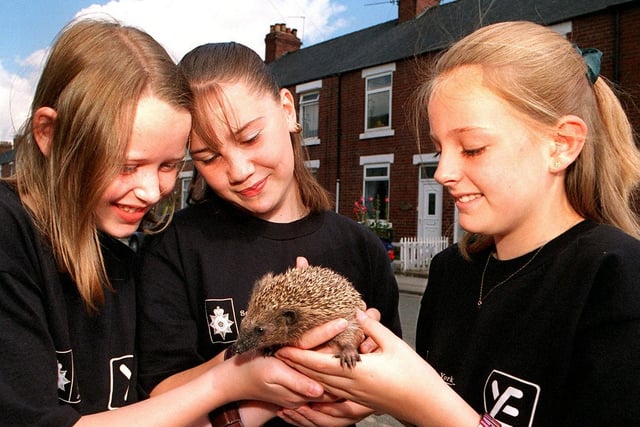 Lifestyle group The Three Amigos, from left, Andrea Coulter, Janine Smith and Ria Drabble, all aged 12, are pictured with Conker the hedgehog. The three youngsters are raising money for The Pastures Hedgehog Hospital in Conisbrough... July 1997