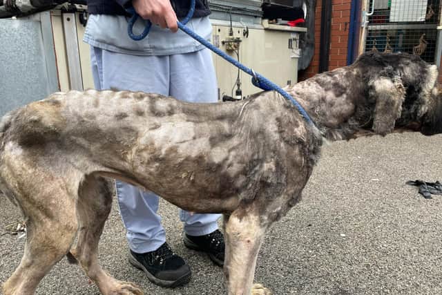 Sheila is now being cared for by the RSPCA after being dumped in Doncaster.