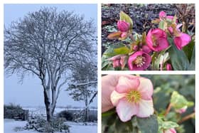 There's plenty to keep you busy in the garden this January.