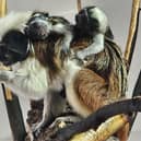 Award-winning Yorkshire Wildlife Park is celebrating the birth of another set of rare twin Cotton Top Tamarin Monkeys.