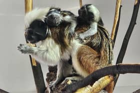 Award-winning Yorkshire Wildlife Park is celebrating the birth of another set of rare twin Cotton Top Tamarin Monkeys.