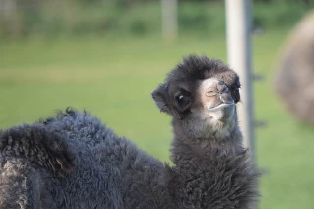 Merlin the baby camel at Yorkshire Wildlife Park.