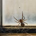 Expert reveals top five tips for preventing a spider infestation this autumn.