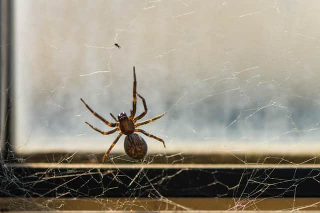 Expert reveals top five tips for preventing a spider infestation this autumn.