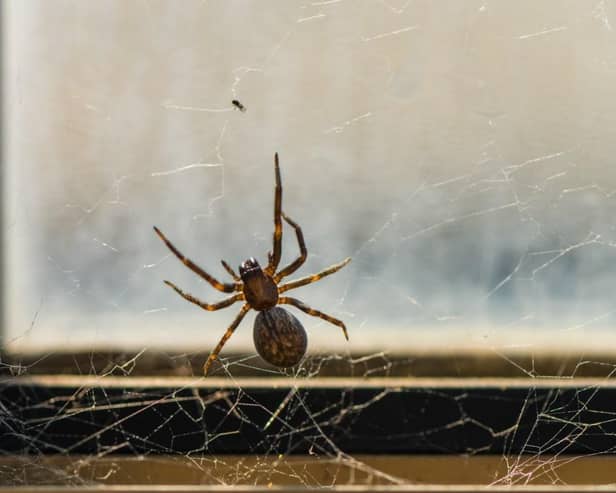 Expert reveals top five tips for preventing a spider infestation this autumn.
