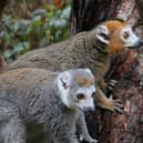 Yorkshire Wildlife Park in Doncaster has taken in three crowned lemurs from Bristol Zoo, which is closing after 186 years