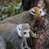 Yorkshire Wildlife Park in Doncaster has taken in three crowned lemurs from Bristol Zoo, which is closing after 186 years