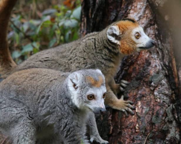 Yorkshire Wildlife Park in Doncaster has taken in three crowned lemurs from Bristol Zoo, which is closing after 186 years