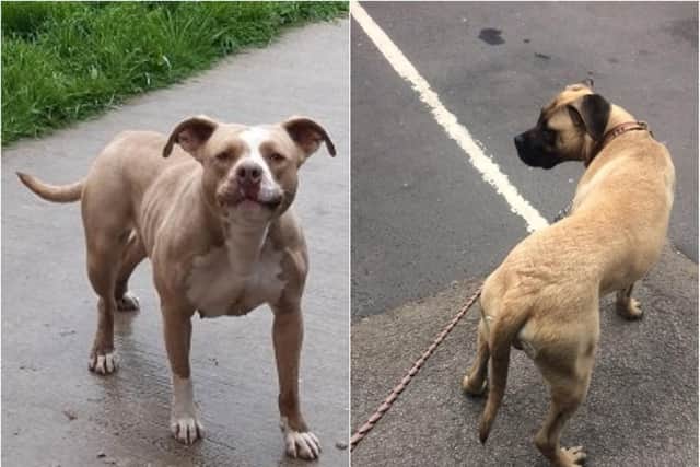 Police in Doncaster have seized two dangerous dogs in the space of a week.