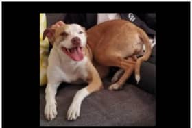 The hunt is on for missing Suki in Doncaster.
