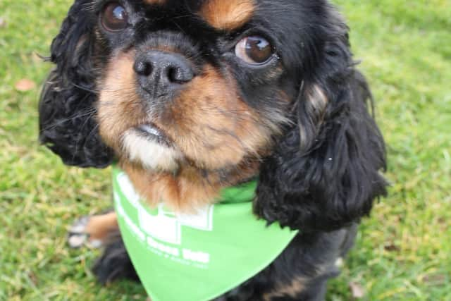 White Cross Vets patient Whixley