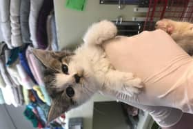 This tiny kitten was found abandoned in a South Yorkshire field with a severely fractured leg which left her leg ‘almost hanging off’. The RSPCA have name her Hattie