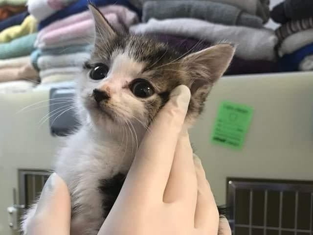 When she first went into RSPCA care