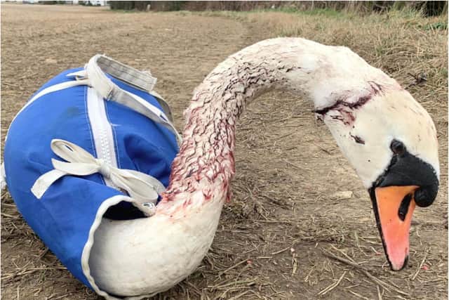 One of the injured swans is making a recovery after being blasted by shotgun pellets.