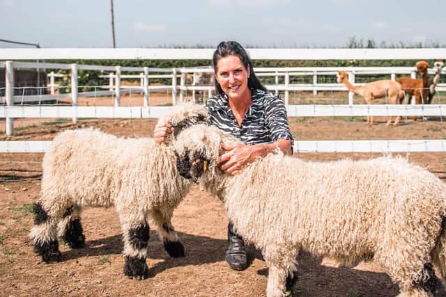 Bev and her sheep
