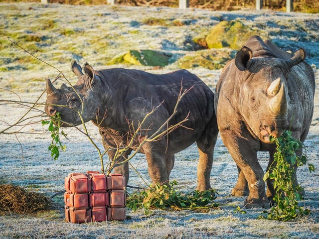 First birthday celebrations for Rocco the black rhino, one of the rarest mammals on Earth