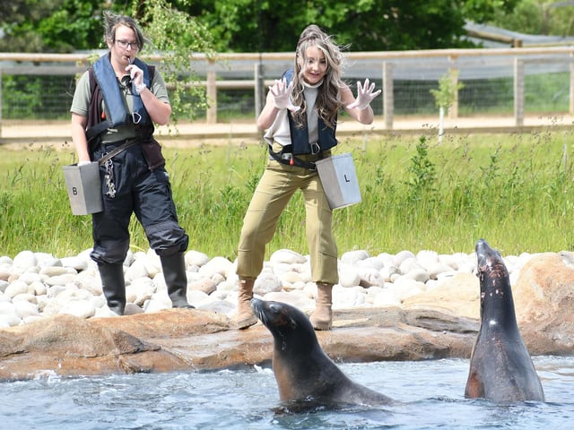 The park’s family of sea lions had a splashing time on World Sea Lion Day and maybe helped put a spring in the step of TV presenter and wildlife park fan Helen Skelton who visited the park. The Point Lobos attraction, which features two lakes, is the largest filtrated sea lion facility in the world.