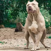 AN XL Bully type dog. Picture: Adobe Stock.