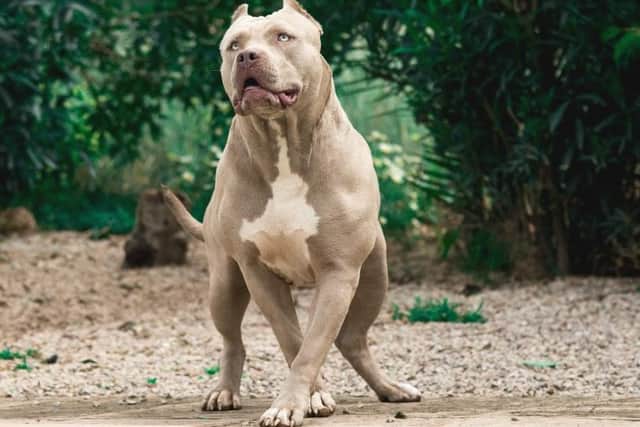 AN XL Bully type dog. Picture: Adobe Stock.