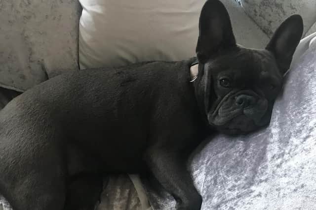 Ivy is an 18 month old Blue French Bulldog.