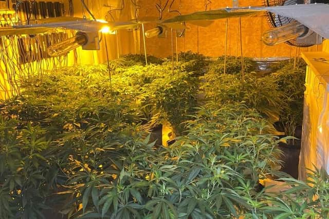 The cannabis plants found