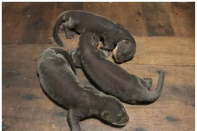 A litter of giant otter pups has been born at Doncaster's Yorkshire Wildlife Park.