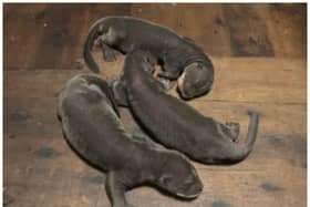 A litter of giant otter pups has been born at Doncaster's Yorkshire Wildlife Park.