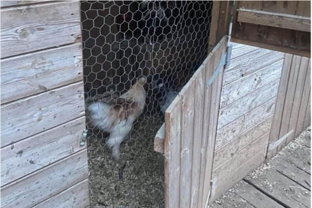 The roosters are now recovering at Manor Estate Farm after being rescued.