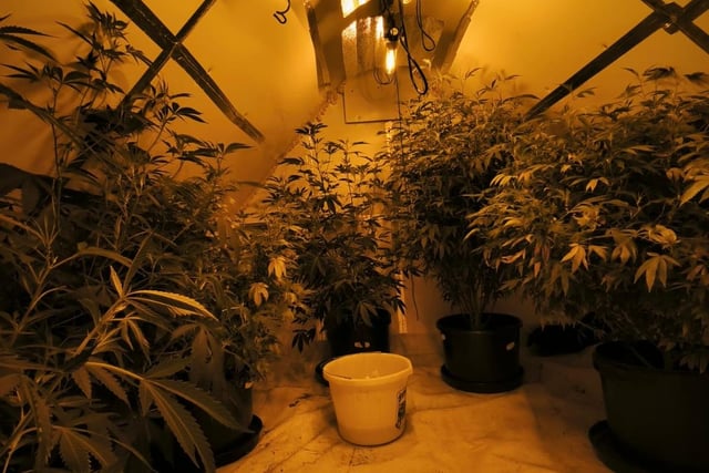 The plants have all been seized for destruction.