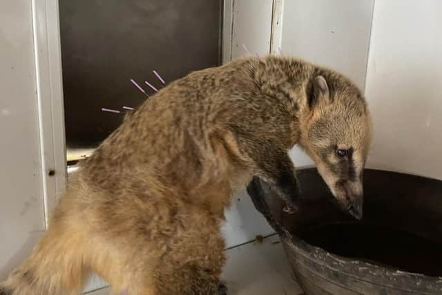 Ebony the Coati has up to twenty-one acupuncture needles applied during each appointment