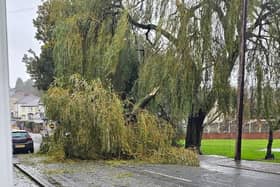 The tree is blocking the road.