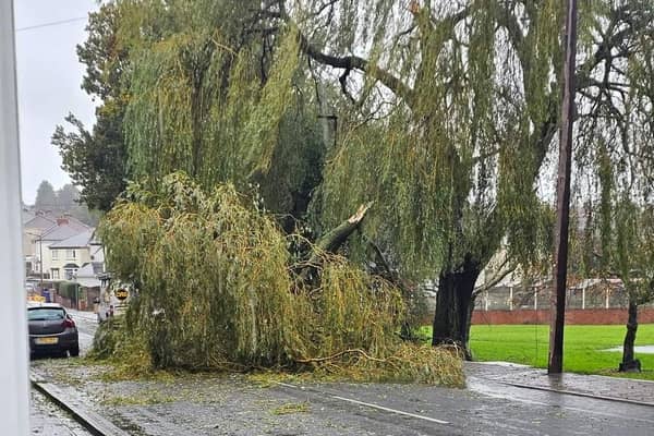 The tree is blocking the road.