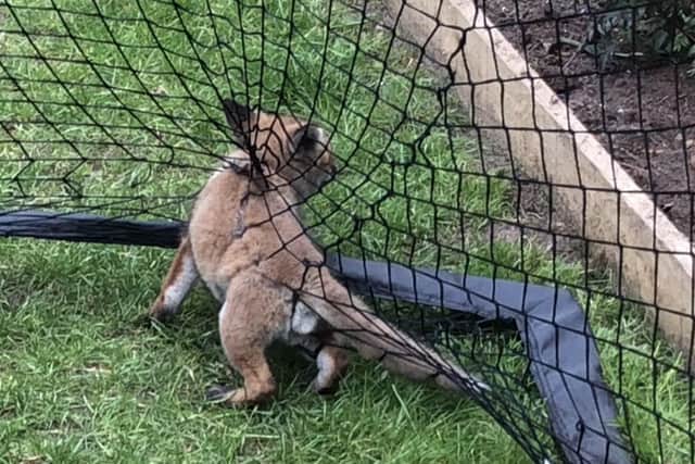 The animal charity attended the tragic scene in a North London garden after receiving a call from the worried home-owners about two entangled fox cubs early in the morning of Thursday 19 May.