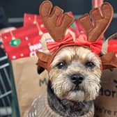 Animal companions are an integral part of Christmas festivities for much of the nation.