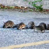 The group of seven rats was spotted in a car park in Bentley. (Photo: Derek Collins).