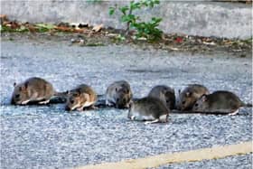 The group of seven rats was spotted in a car park in Bentley. (Photo: Derek Collins).