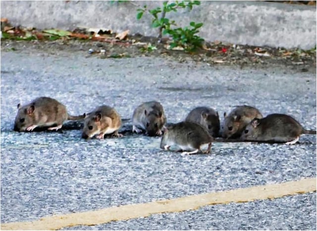 The group of seven rats was spotted in a car park in Bentley. (Photo: Derek Collins).