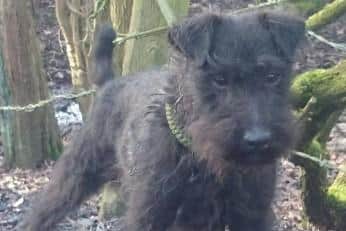 Mig the fell terrier, who was stolen from his home in Doncaster.