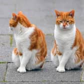 National Cat Awards