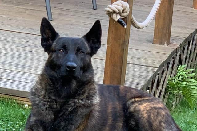 Police Dog Benson