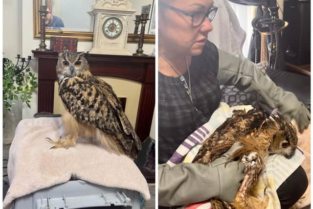 An urgent fundraising campaign has been launched to help Floyd the owl get surgery.